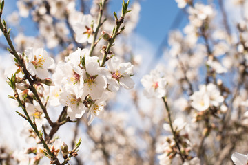 Branch with white flowers on a fruit tree - spring flowering of trees. spring background, floral texture: cherry blossom. wallpaper Springtime