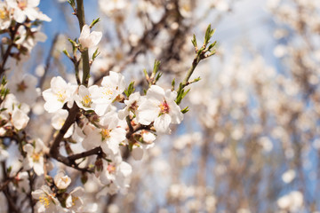Obraz premium Branch with white flowers on a fruit tree - spring flowering of trees. spring background, floral texture: cherry blossom. wallpaper Springtime