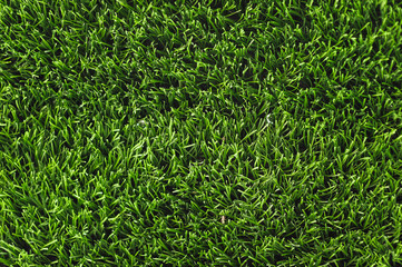 Green grass lawn, top view. Natural background, copy space.
