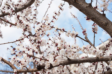 Branch with white flowers on a fruit tree - spring flowering of trees. spring background, floral texture: cherry blossom. wallpaper Springtime