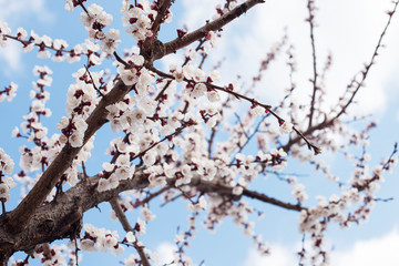 Blossom cherry tree spring day on a background of blue sky, sunshine, Macro