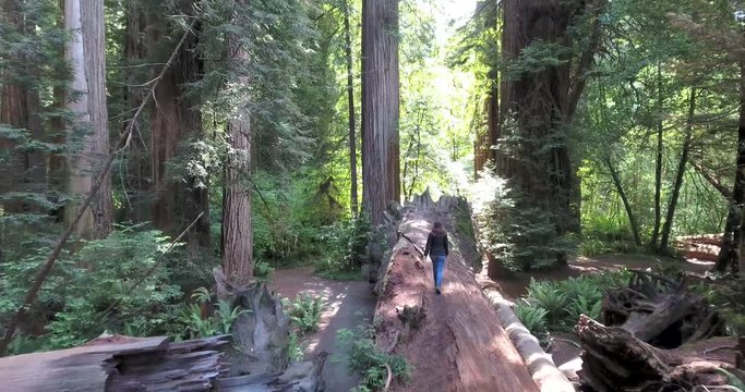 Aerial push out to reveal woman walking on fallen Redwood tree. 