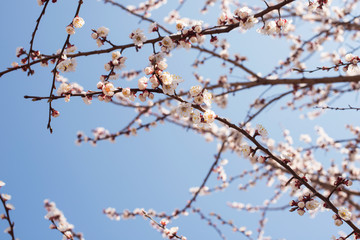 White flowering cherry spring day on a background of blue sky, sunshine, Macro