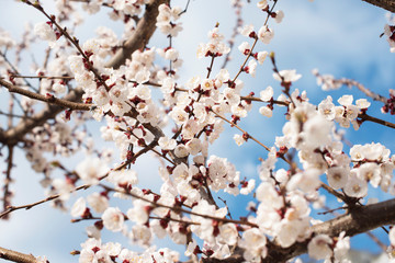 White flowering cherry spring day on a background of blue sky, sunshine, Macro . Spring card concept