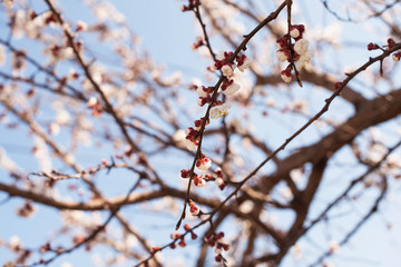 White flowering cherry spring day on a background of blue sky, sunshine, Macro. Card concept