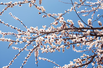 White flowering cherry spring day on a background of blue sky, sunshine, Macro. Spring card concept
