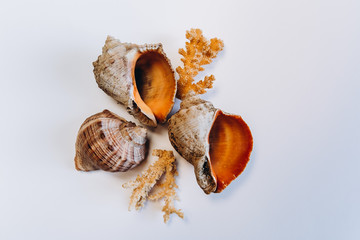 Variety of sea shells on a white background. Seashell collection isolated on the white background