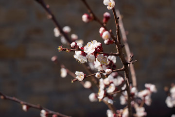 Branch of a blossoming tree with beautiful flowers on the natural background. Spring card easter concept. 