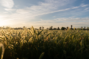 Riverside Early Sunrise 