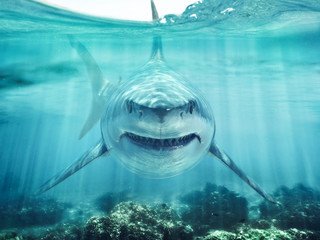 Een roofdier grote witte haai zwemmen in de oceaan ondiep koraalrif net onder de waterlijn die zijn slachtoffer nadert. 3D-rendering met god stralen