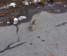 Arizona squirrel in the park. America, New-York