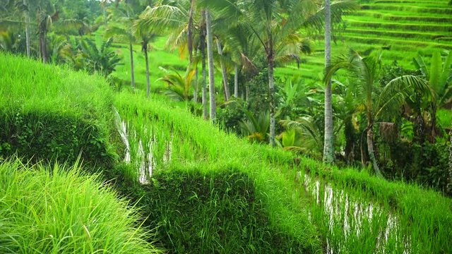 Rice paddies landscape with green terraces in Bali, Indonesia.
