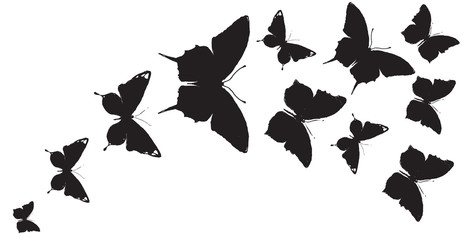 butterfly483