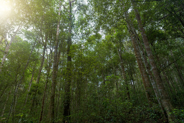 Obraz premium Beautiful forest in nation park, Thailand.