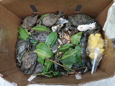 jaibas, a typical mollusk in Ecuador