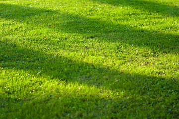 field of grass