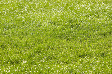 field of grass