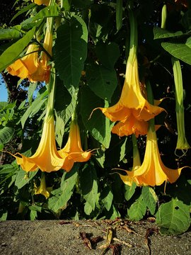 a gropu of yellow flowers
