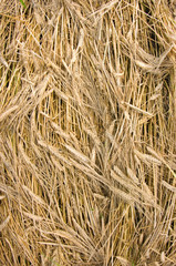 background of straw
