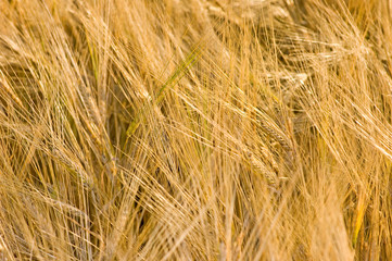 field of wheat