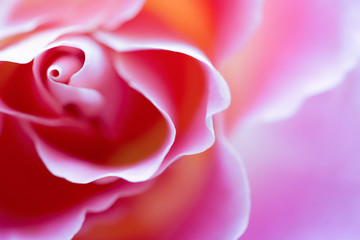 Beautiful pink rose, macro, front view, selective focus
