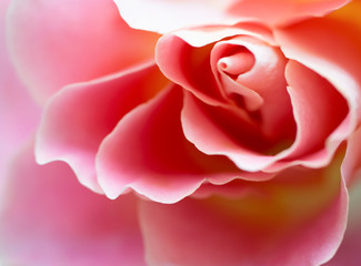 Beautiful pink rose, macro, front view, selective focus