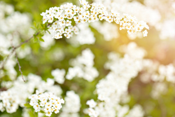Spring background with white flowers on bush twig.