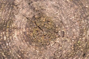 bark of a tree