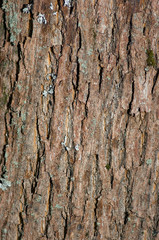 bark of a tree