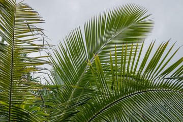 Naklejka premium Green tropical leaves, palm, fern and ornamental plants backdrop.