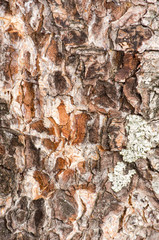 bark of a tree