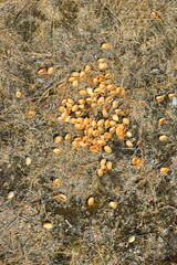 autumn leaves on ground