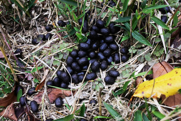 ニホンジカの糞（野生） © Nagara