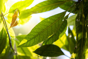 Close Up green leaf under sunlight in the garden. Natural background with copy space.