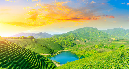 Green tea mountain at sunset,tea plantation background.