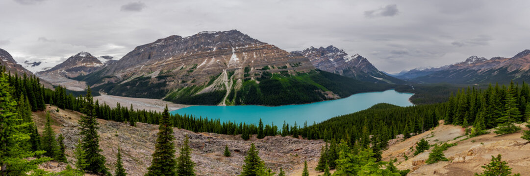 Panoramic view of glacier fed Peyto Lake in Banff National Park. Summer in Canada at famous tourist, tourism area with bright turquoise, emerald lake in panorama view. 