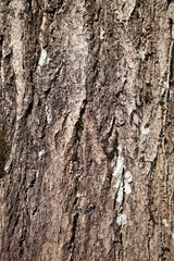 Fototapeta premium 銀杏の木の樹皮 
