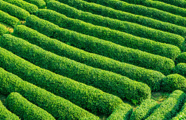 Green tea plantation natural landscape.