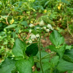 Bandotan (Ageratum conyzoides) is a type of agricultural weed belonging to the Asteraceae tribe. This plant is used to against dysentery and diarrhea, insecticide and nematicide.