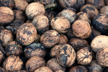 Bunch of freshly picked ripe organic light brown walnut shells with edible seeds ready for cracking and eating in local urban garden background texture wallpaper