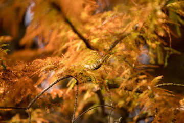 reflection of trees in water