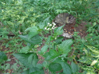 Bandotan (Ageratum conyzoides) is a type of agricultural weed belonging to the Asteraceae tribe....