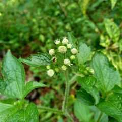 Bandotan (Ageratum conyzoides) is a type of agricultural weed belonging to the Asteraceae tribe. This plant is used to against dysentery and diarrhea, insecticide and nematicide.