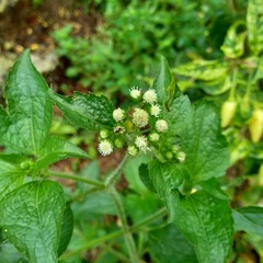Bandotan (Ageratum conyzoides) is a type of agricultural weed belonging to the Asteraceae tribe. This plant is used to against dysentery and diarrhea, insecticide and nematicide.