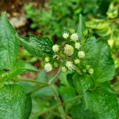 Bandotan (Ageratum conyzoides) is a type of agricultural weed belonging to the Asteraceae tribe. This plant is used to against dysentery and diarrhea, insecticide and nematicide.
