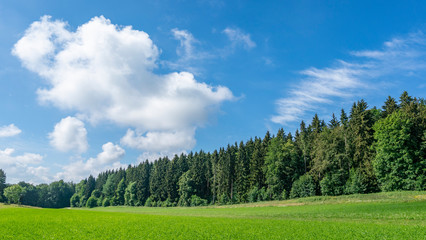Landscape in summer: Green grass and trees under blue sky and white clouds