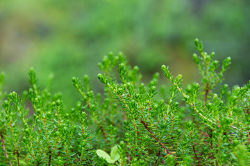 forest plants, green leaves and young growth as grass carpet