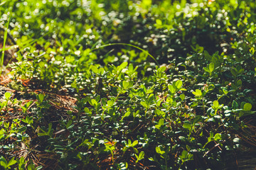 dense thickets of bushes, green leaves of plants and grass as background