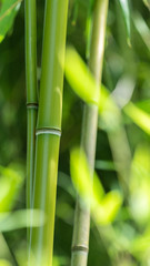 Closeup of green bamboo in the bamboo grove