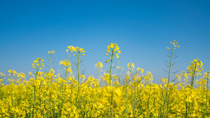Canola flowers under clear blue sky, blooming golden canola flowers